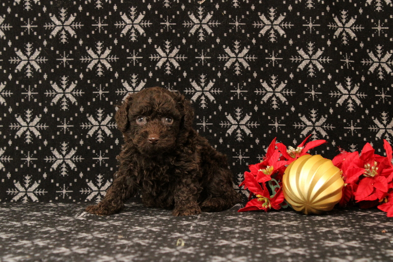 puppy, for, sale, Toy Poodle, Matthew B. Stoltzfus, dog, breeder, Gap, PA, dog-breeder, puppy-for-sale, forsale, nearby, find, puppyfind, locator, puppylocator, aca